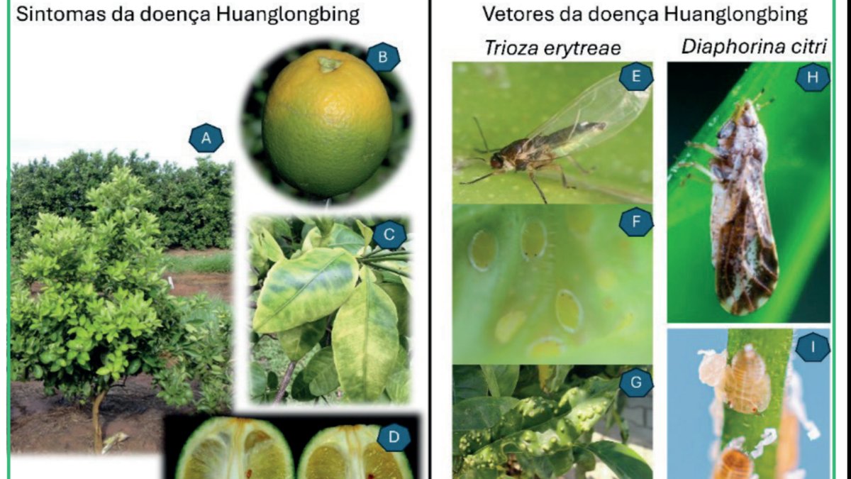 A ameaça de HLB e respetivos vetores para a citricultura europeia