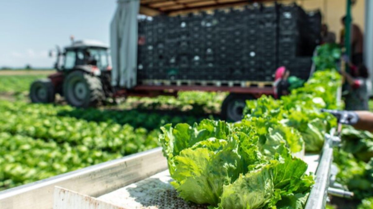 Investindo com Vantagem: Comprando Máquinas Agrícolas e de Jardinagem Usadas