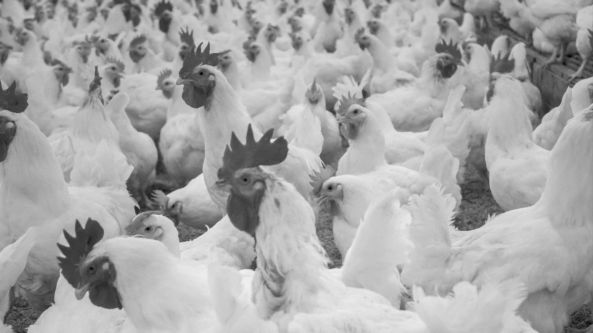 Principais doenças infeciosas em frangos:  como as podemos prevenir e controlar?
