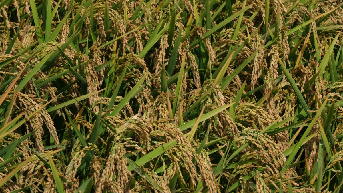 O desafio e a inovação por trás do Arroz Carolino Caravela