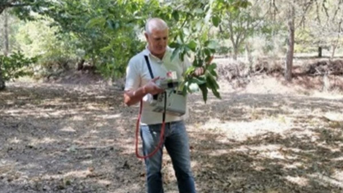 LIFE FAGESOS - o projeto que está a ajudar  na defesa dos castanheiros no concelho de Trancoso, contra a doença da tinta 