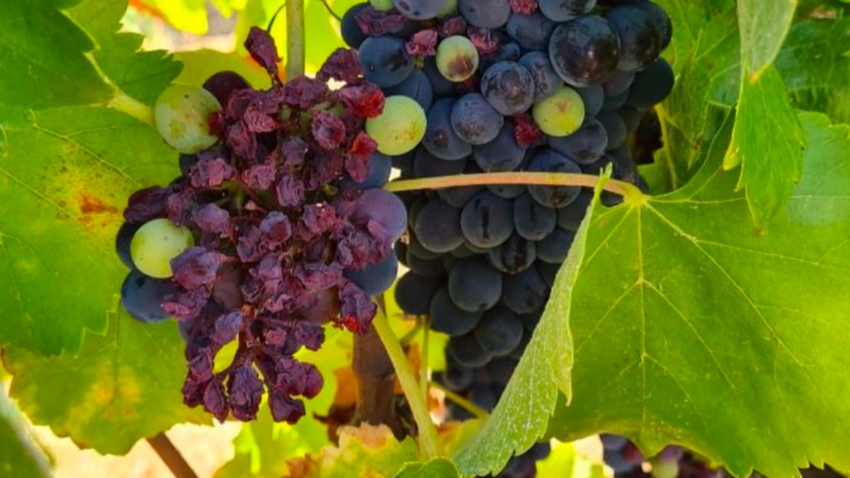 Adaptação da viticultura às alterações climáticas