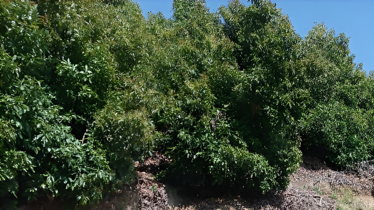 Condução de abacateiros em clima  subtropical e mediterrânico