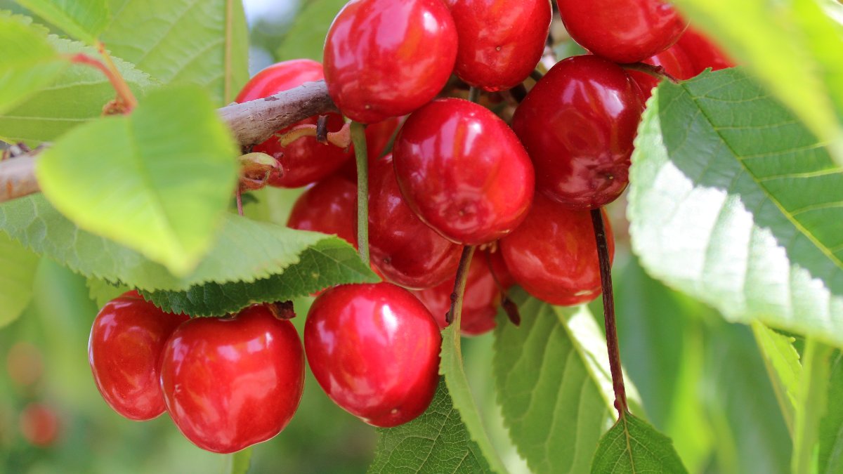 Jornadas Técnicas da Cereja.  Como produzir frutos de qualidade com a Asfertglobal
