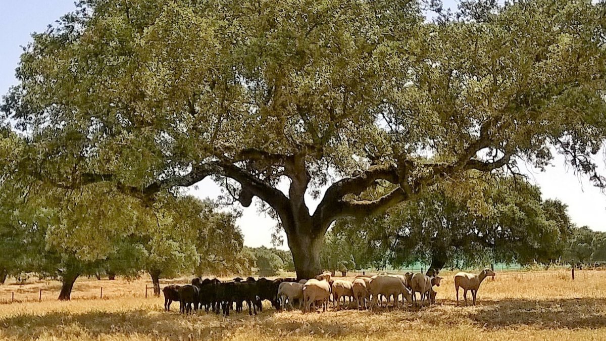 Monitorização e gestão diferenciada  das pastagens e do pastoreio: Contributo para a intensificação sustentável da produção animal extensiva