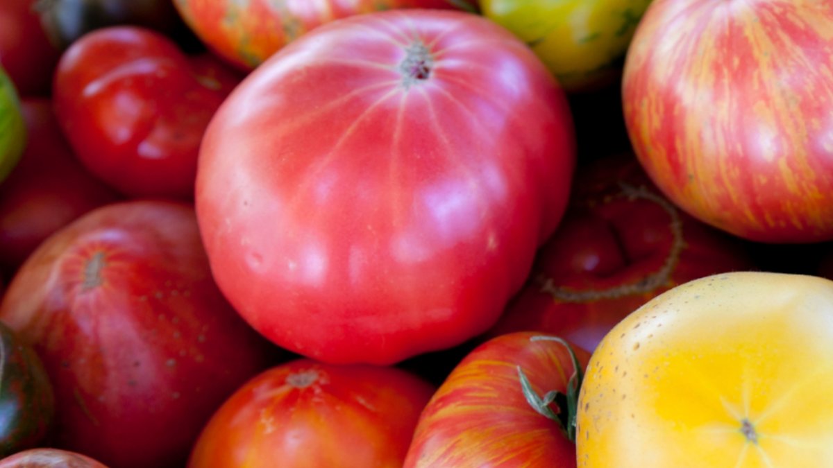 Breve síntese do setor do tomate.  A análise da Agrogarante