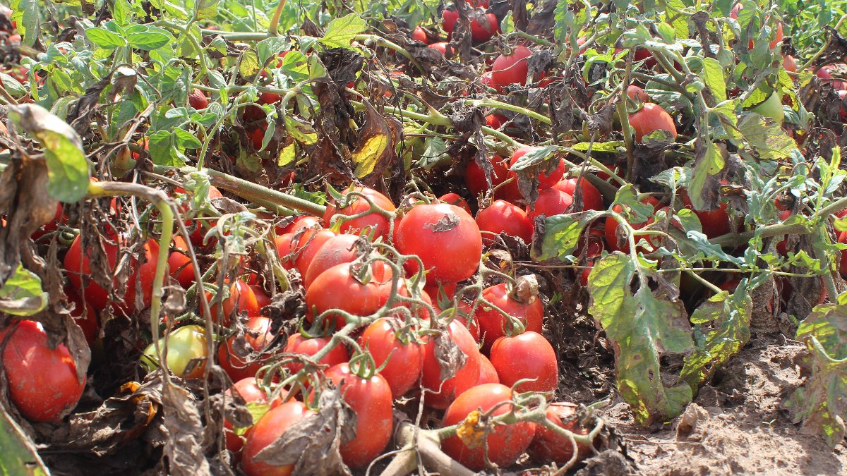 Tomate de Indústria em Portugal
