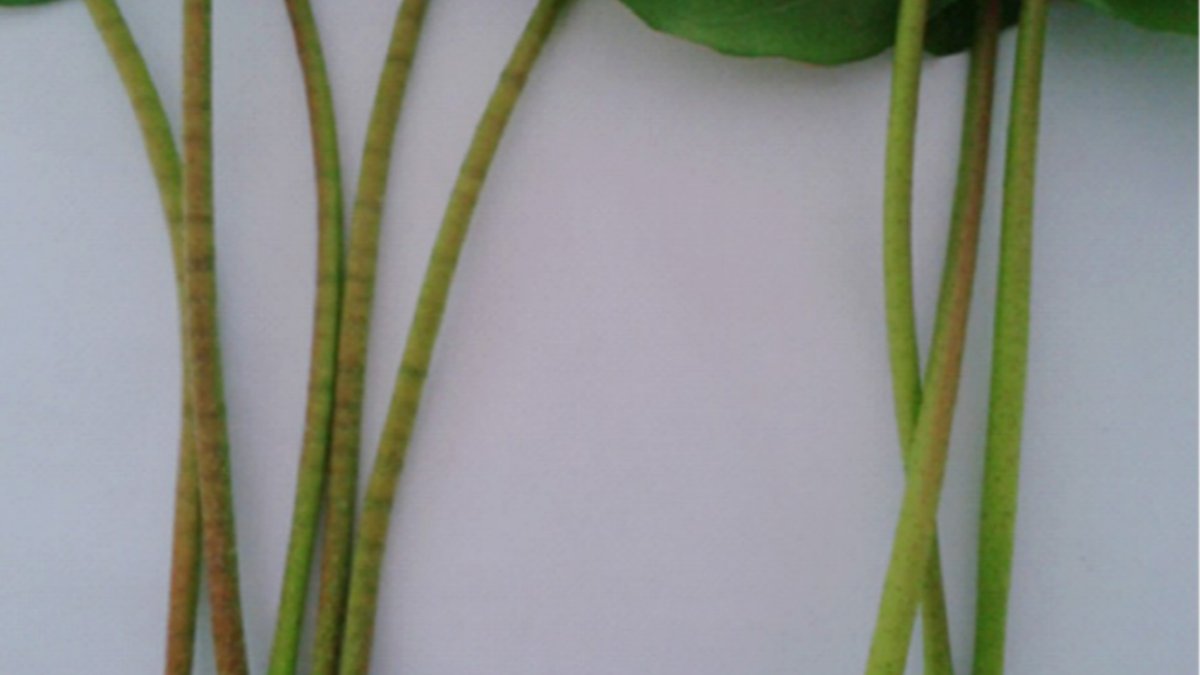Efeitos do boro na anatomia vegetal e resultados de pesquisa