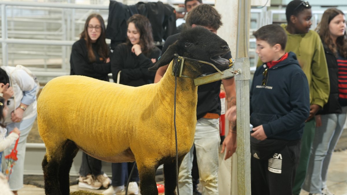 41ª Ovibeja supera expetativas e destaca  temas cruciais para o setor agrícola