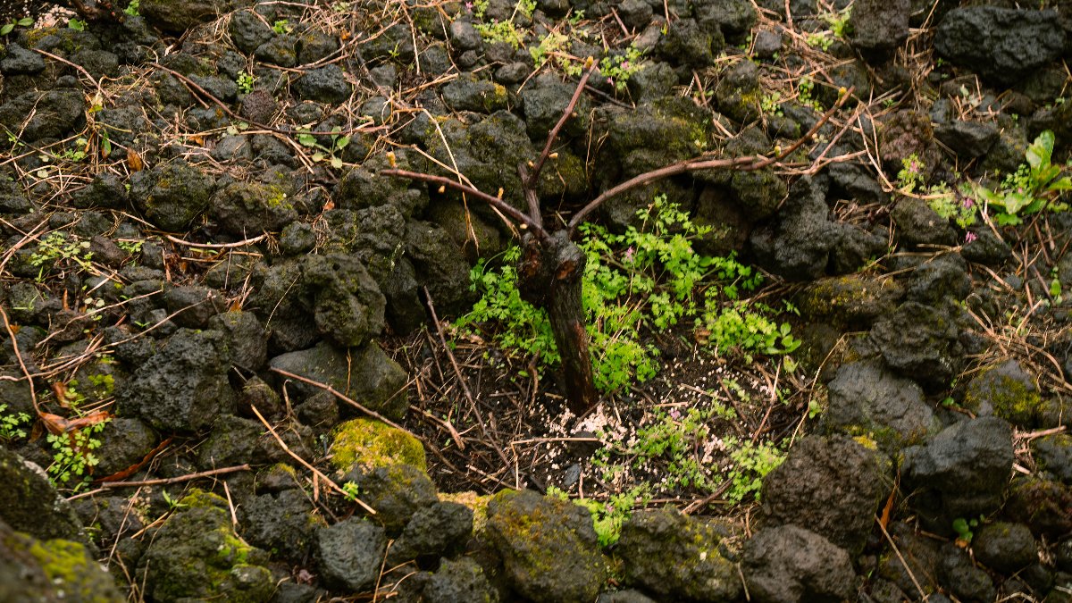 Ilha Terceira dá voz ao vinho atlântico durante a Expo Atlantic Terroir
