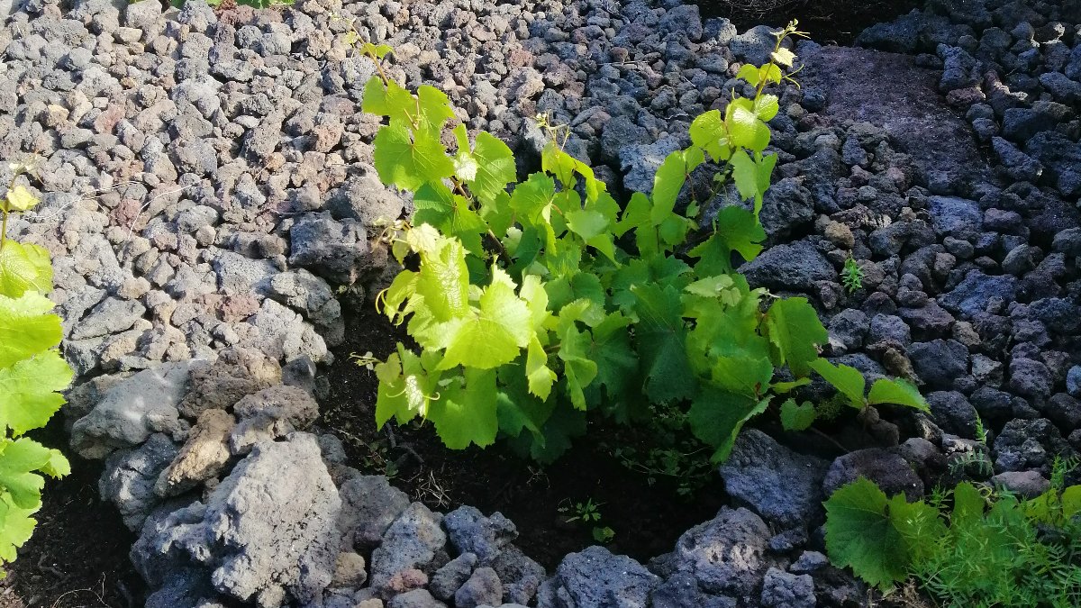 “A Influência do Terroir Vulcânico nos Vinhos dos Açores”