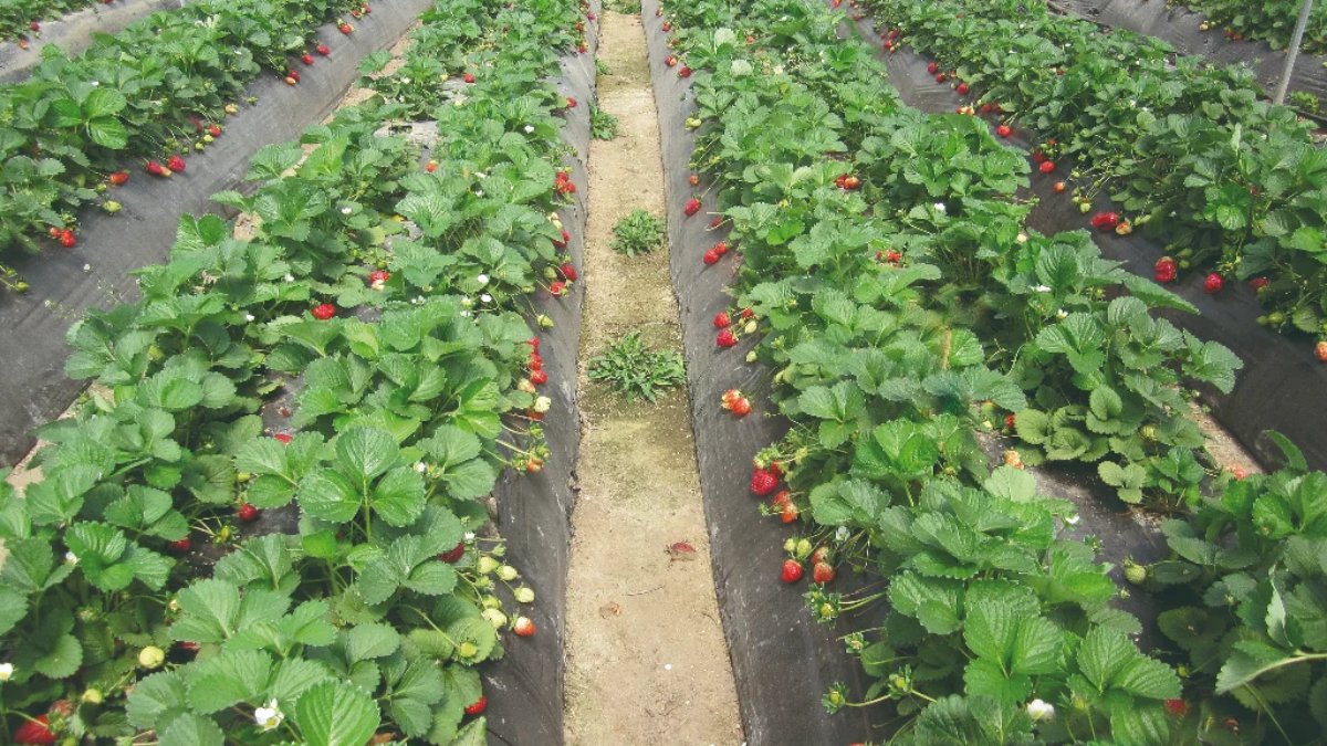 A bioeconomia da Novamont  para o setor agrícola