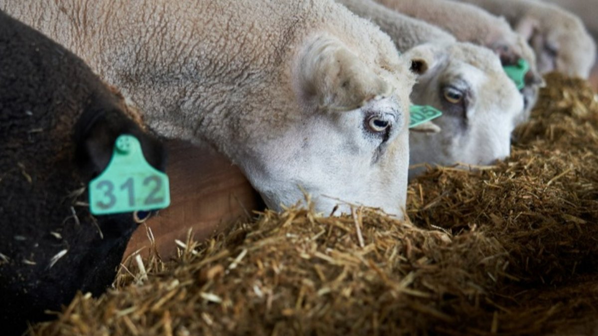 Utilização de silagens com coprodutos  agroindustriais na alimentação de ovelhas de carne durante a lactação