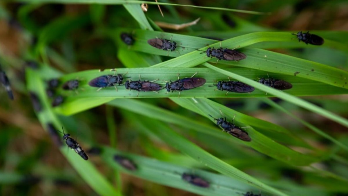 Insetos na vanguarda da bioindústria: A (r)evolução da Agenda Mobilizadora InsectERA
