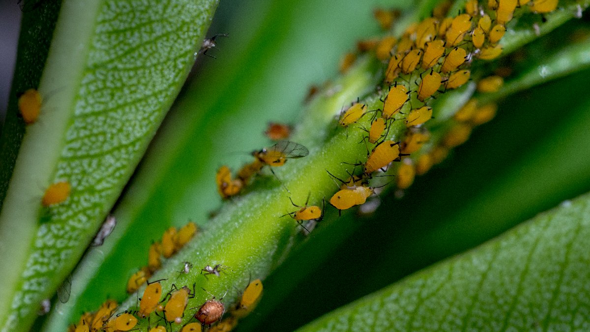 Problemática dos cultivos associada ao stress: Estratégias de nutrição precisa  para a resiliência agrícola