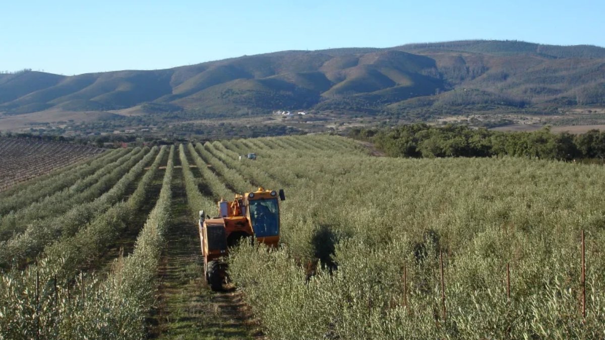Lubrificantes agrícolas e contaminação alimentar: O risco  invisível que começa no campo